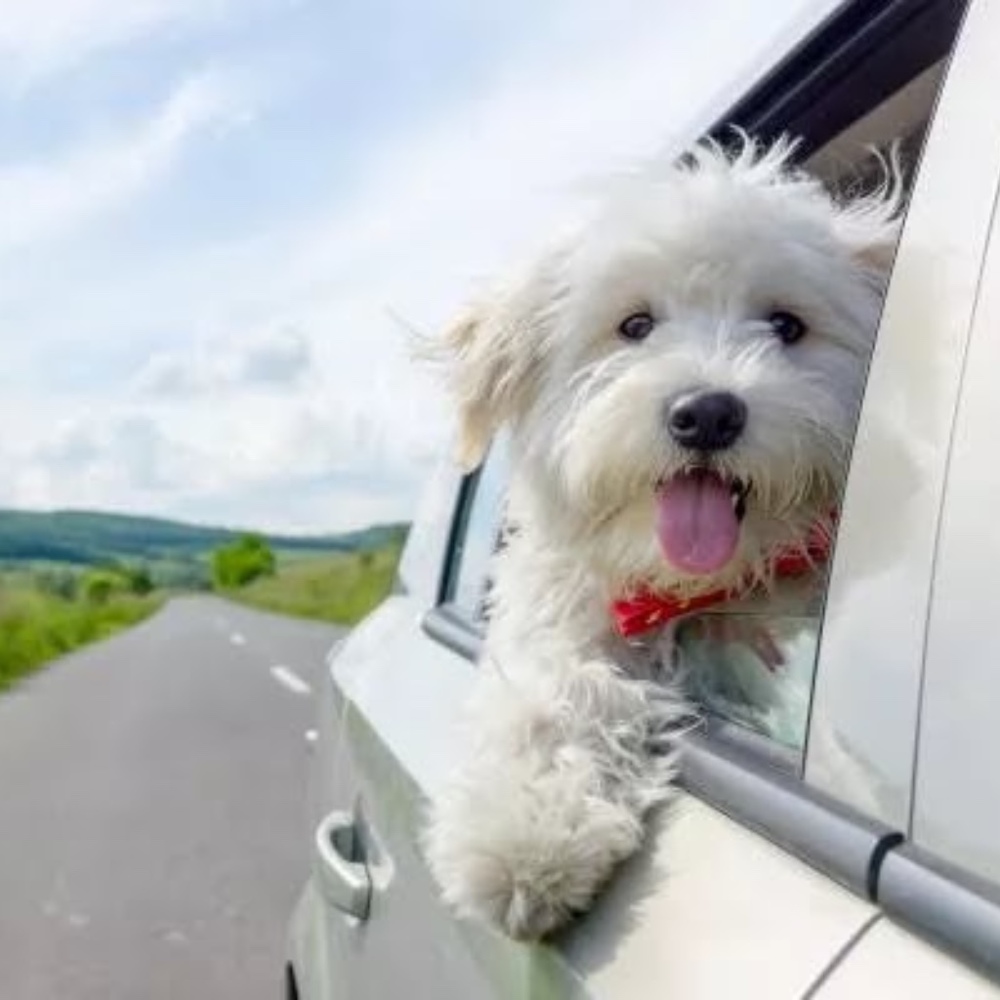 Meet your Posher, Posh